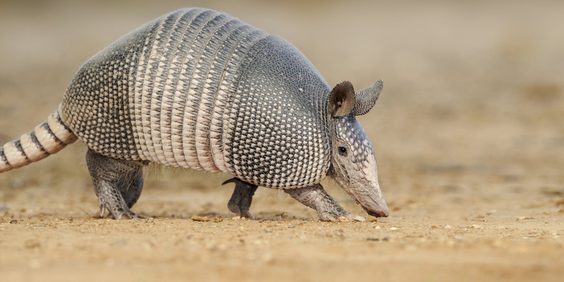 Armadillo