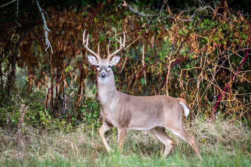 Venado Cola Blanca